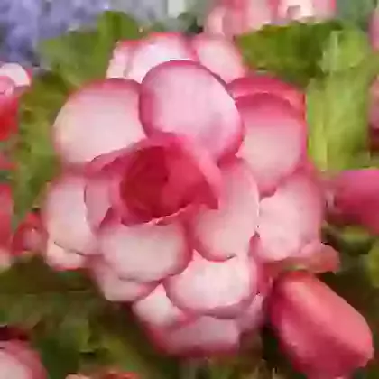 Begonias Named Varieties